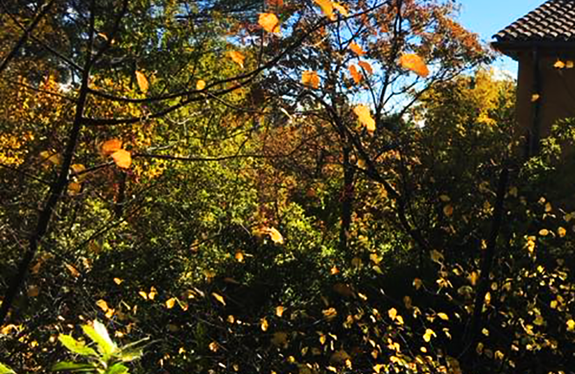 Colorful leaves on trees and shrubbery.