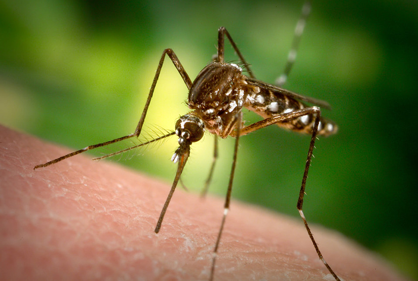 A close up of a mosquito.