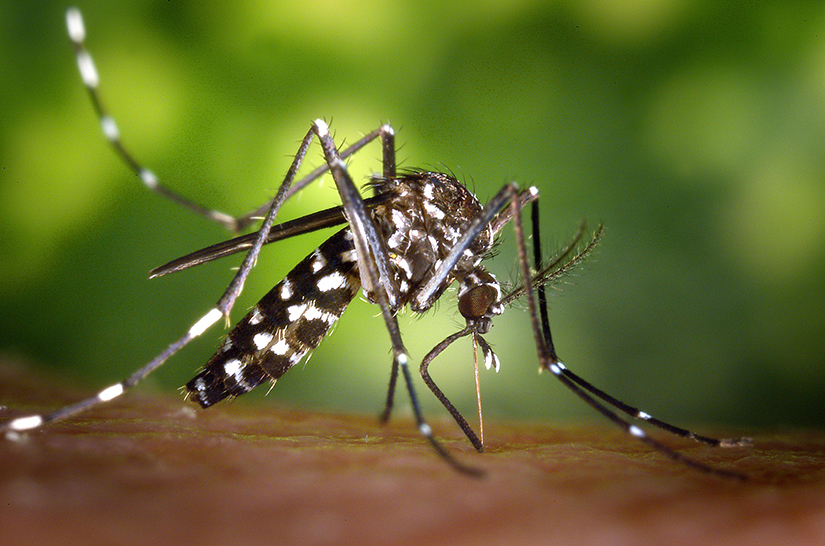 An adult mosquito.