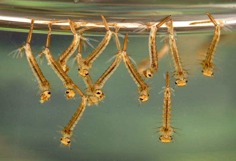 Mosquito larvae in water.