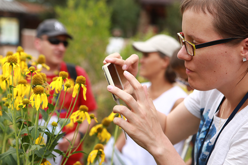 A person takes a picture of flowers with their phone.