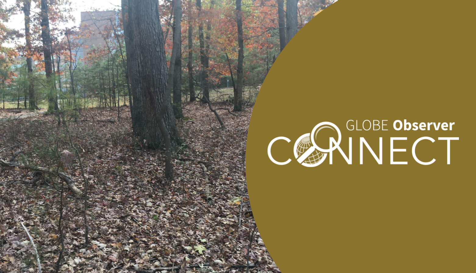 A photo of an open forest with a large building in the background. The leaves on the trees are orange and green, and the ground is covered with leaf litter. Text over the photo reads GLOBE Observer Connect.