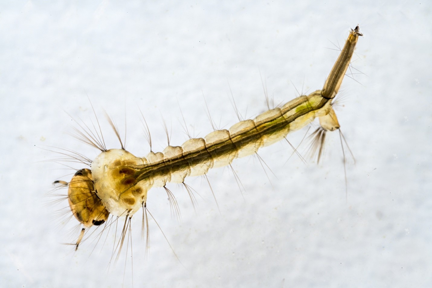 A magnified view of a mosquito larva.