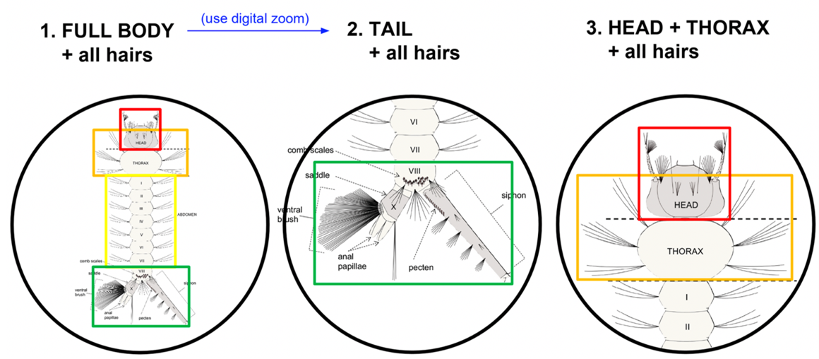 A diagram showing different parts of a mosquito larva.