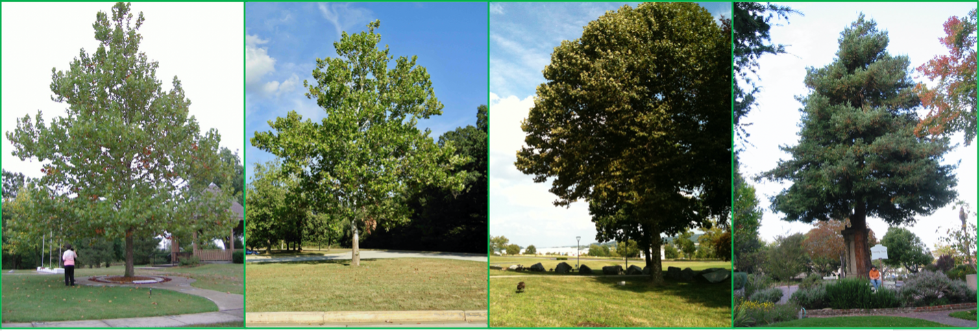 Photos of existing Apollo 14 Moon Trees