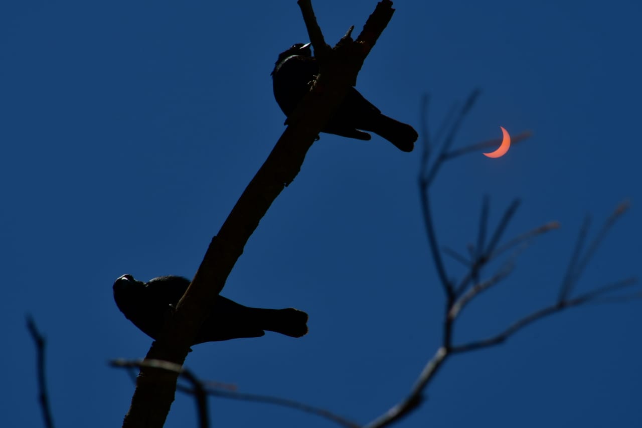 Two birds perch on a branch against a darkened sky with a partially eclipsed Sun.