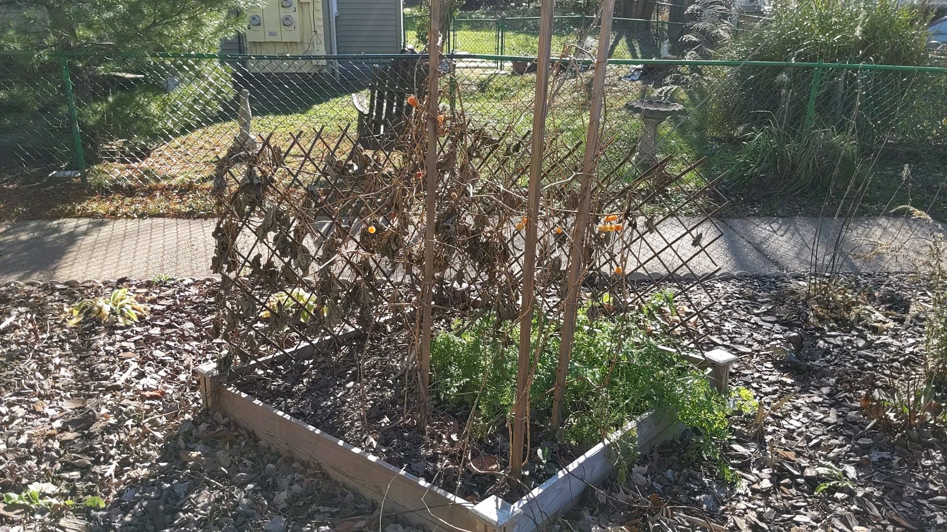 A garden box in a yard next to another yard containing a bird bath mosquito habitat.. 