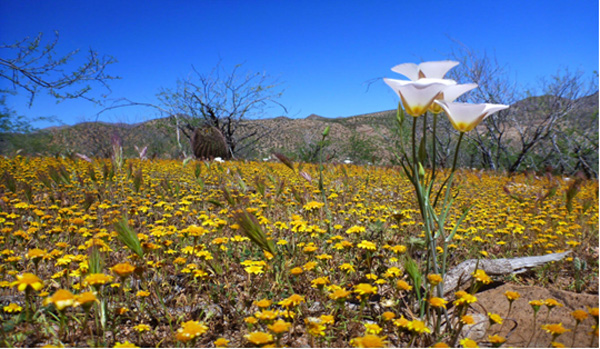 A carpet of yellow flowers grows beneath Sonoran scrubs and cacti.