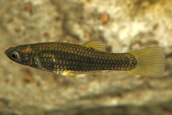 A small fish with silver-yellow scales swims in clear water.
