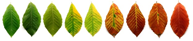 A range of leaf colors, from dark green on the left, to light green and yellow in the middle, to red on the right.