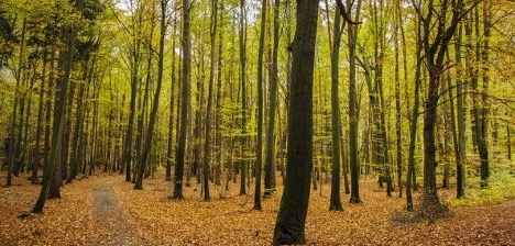 A forest scene with lots of tree trunks and pale green leaves. The ground appears covered with leaf litter.