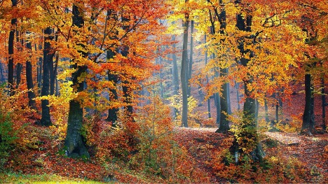 A forest scene with leaves changing color to yellows, oranges, and reds.