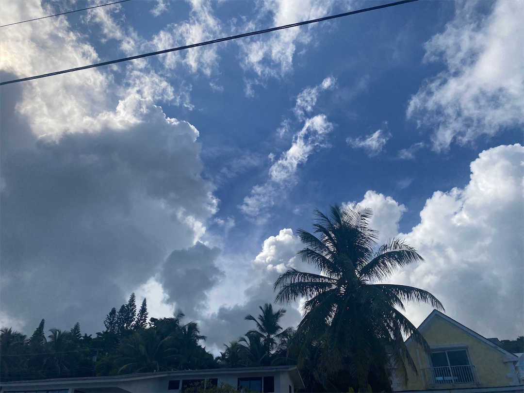 Convective clouds over a palm tree in The Bahamas