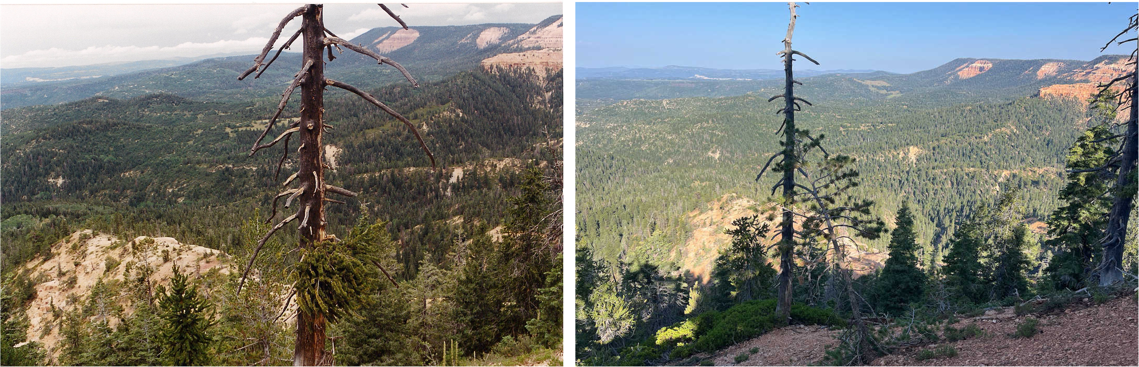 Two photos of a landscape showing a dead tree surrounded by a pine forest. Mountains and a plateau are in the background.