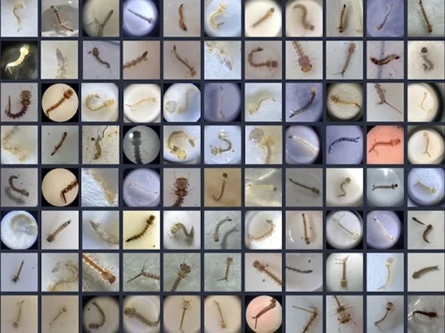 a photo composite showing 120 small thumbnail photos of mosquito larvae taken through a clip-on microscope. 