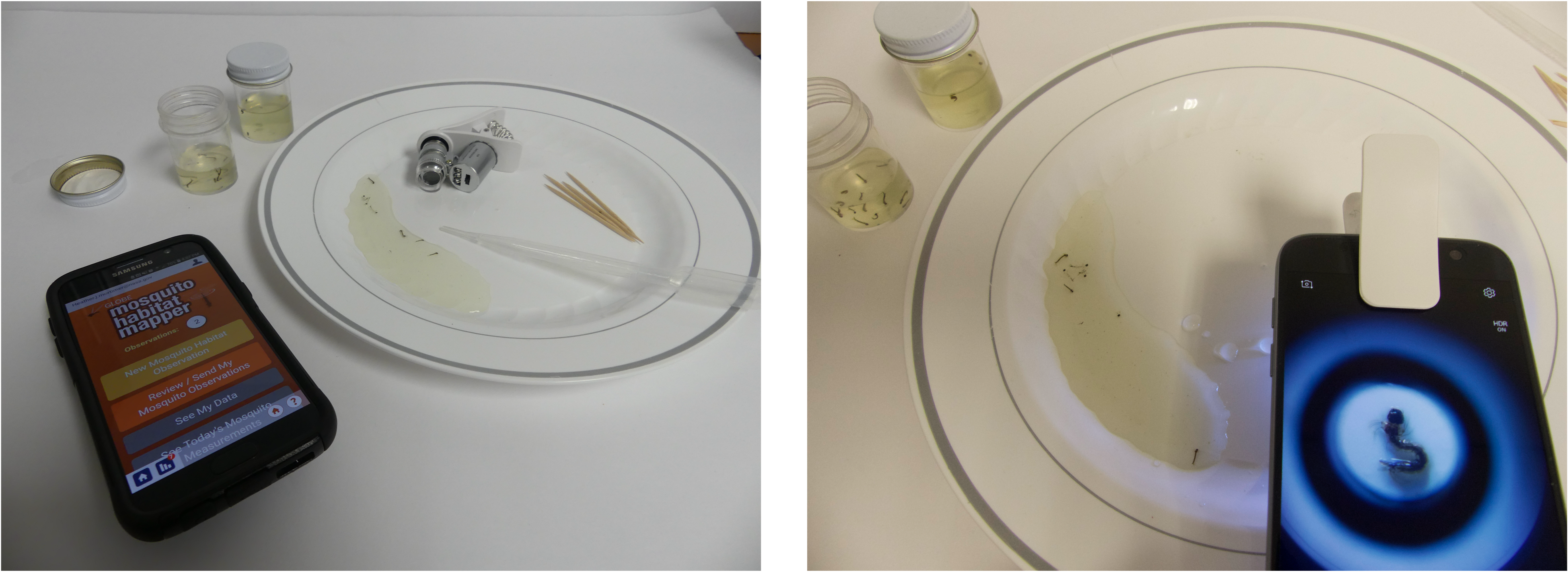 A panel of two photos showing the material needed to identify mosquito larvae using GLOBE Mosquito Habitat Mapper. The left photo shows a plate with a small amount of water pooled on it. Black specks in the water are mosquito larvae. The plate also holds a pipette, 4 toothpicks, and a microscope lens that can be clipped to a cell phone camera. To the top left of the plate are two small jars that hold water and mosquito larvae. One jar is open. A phone sits to the left of the plate. The GLOBE Observer app is open with the Mosquito Habitat Mapper home page on the screen. The right photo shows the same plate with water and mosquito larvae and the sample jars. In this photo, the microscope is clipped to the phone, which is being held over the plate. The screen of the phone shows a magnified mosquito larvae. 