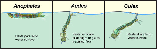 A three-panel drawing depicting three different genera of mosquitoes in larva form. The first panel (left) shows a larva floating horizontally on the surface of water. Text reads Anopheles, rests parallel to water surface. The center panel shows a mosquito larva resting vertical to the water surface with its head down. Text reads Aedes, rests vertically or at a slight angle to water surface. The third panel (right) shows a mosquito larva resting at an approximate 45-degree angle to the water surface with its head down. Text reads Culex, rests at angle to water surface.