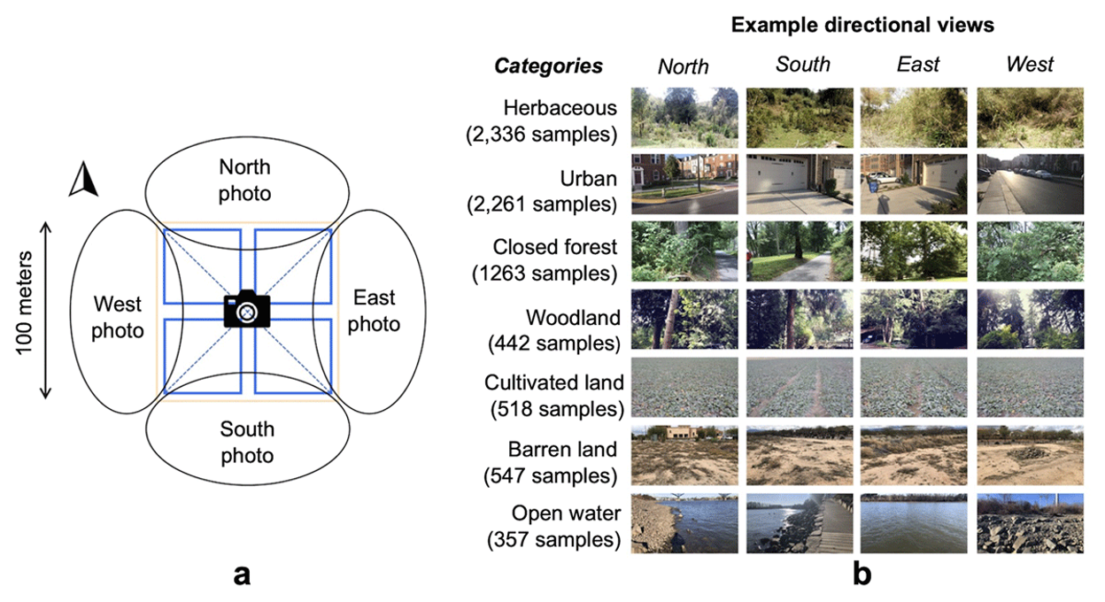 A two-part figure showing how multiple views of land cover come together during AI analysis. The first panel shows a camera in the center of a square with circles on each side of the square showing where photos are taken facing North, East, South, and West during a GLOBE Observer land cover observation. The second panel shows photos taken of different land cover classes including herbaceous, urban, closed forest, woodland, cultivated land, barren land, and open water. 