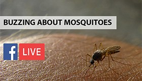 A mosquito lands on a human arm.