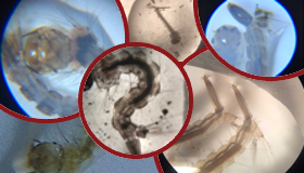 Collage of mosquito larvae photos