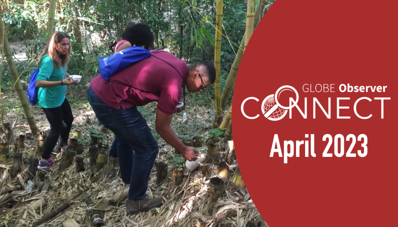 Two volunteer scientists hunt for mosquito larvae around the bases of a stand of bamboo.