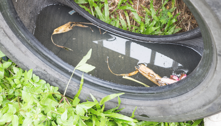 A photo of a tire with water pooled in it.