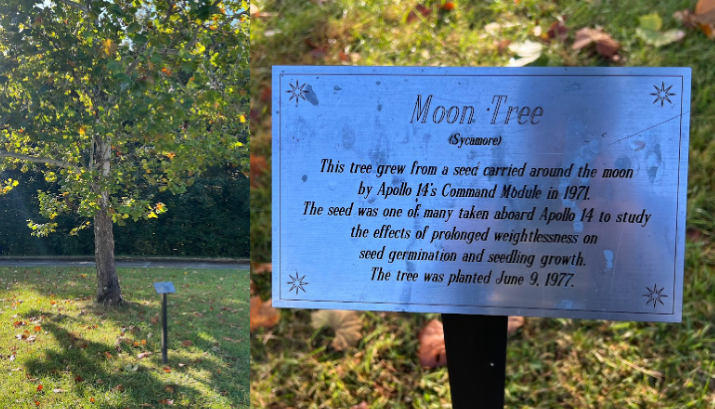 An image of the Moon Tree at Goddard Space Flight Center, including the explanatory sign in front of it.