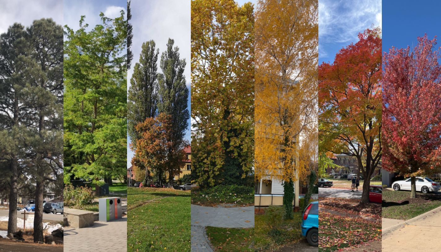 Images of trees with varying colors of leaves, from bright green to yellow to red.