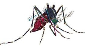 Aedes albopictus female