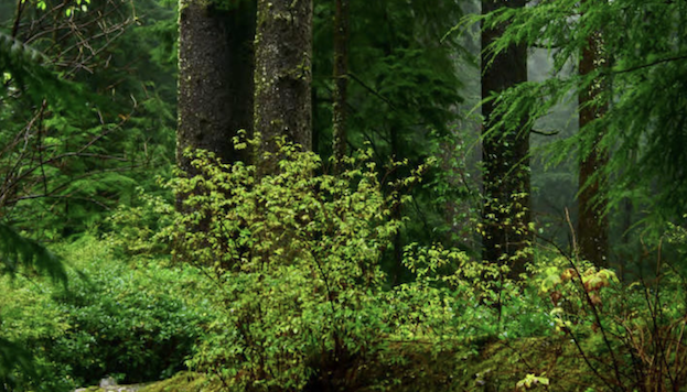 A verdant green forest, with tall, straight tree trunks in the background and shrubs in the foreground.