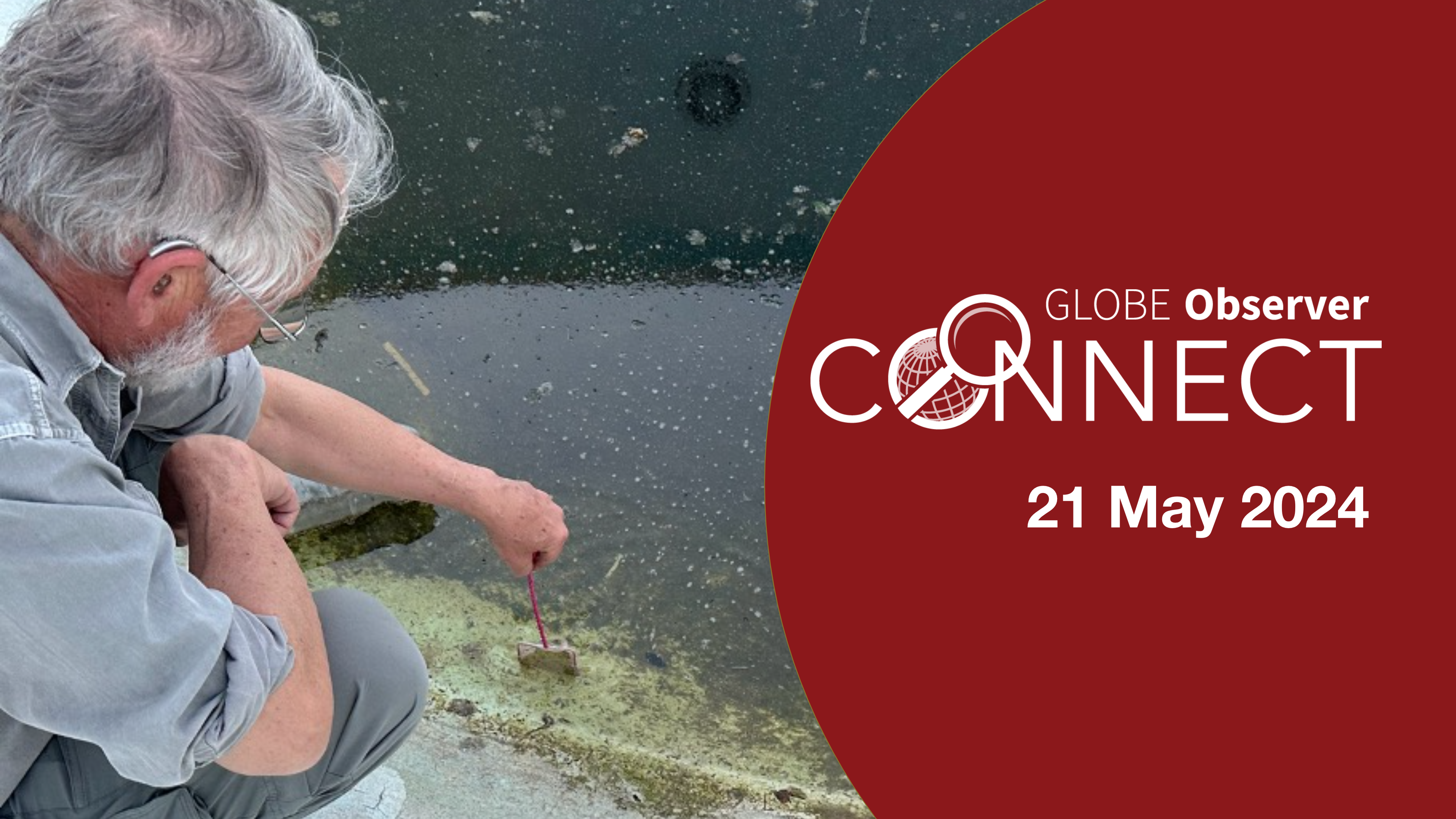 A man uses a small net to scoop mosquito larvae out of a dirty pool of standing water. On the right are the words: GLOBE Observer Connect, 21 May 2024.