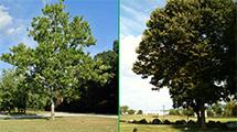 Sycamore moon trees