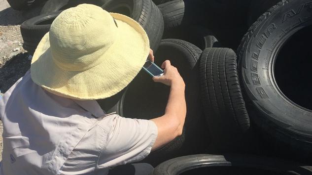 The GLOBE Observer Mosquito Habitat Mapper is used to photograph water and mosquito larvae inside a discarded tire.