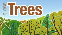 15000 Trees Observations