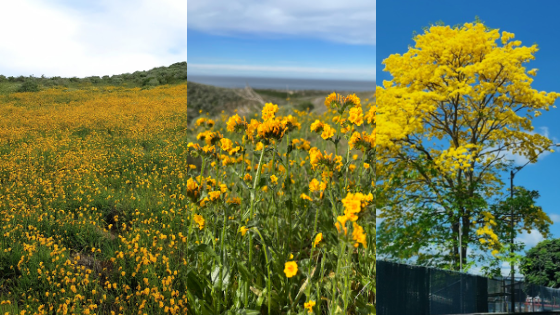 From left, three separate images of a field of yellow flowers, a close up on the flowers, and a yellow flowering tree.