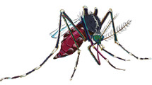 Aedes albopictus female