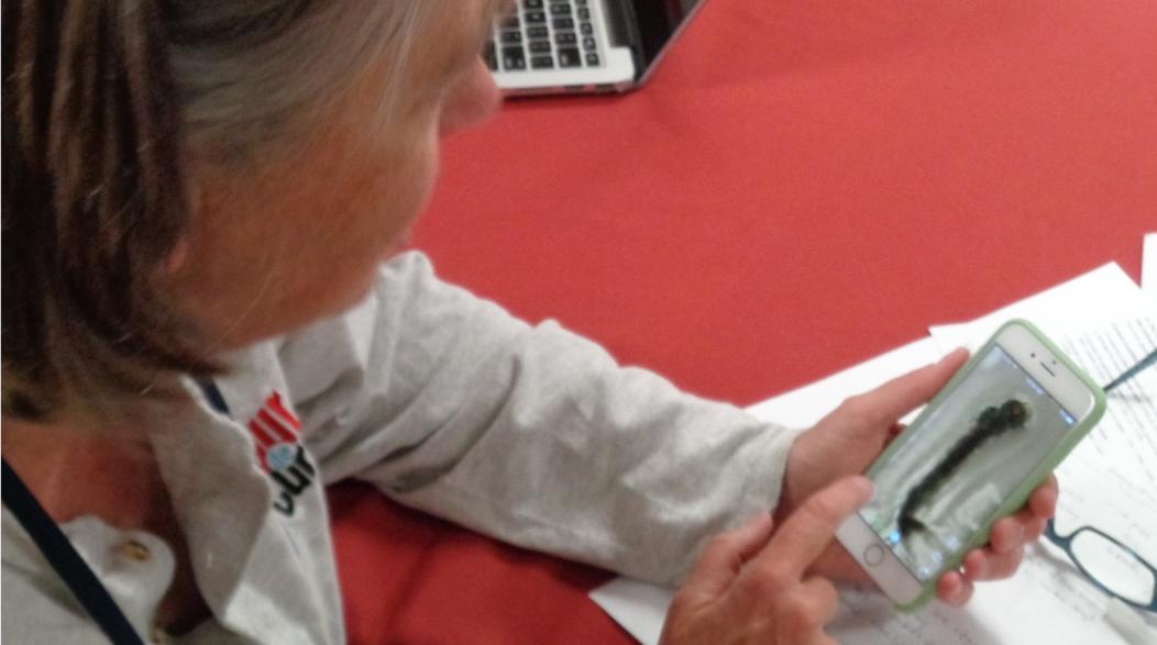 A woman looks at a photo of a mosquito larva on a phone. She is sitting at a table with papers in front of her and a laptop by her side.