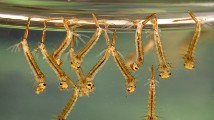 Mosquito larvae