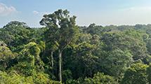 Photograph of Amazon Rainforest canopy