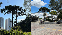 Araucaria trees in Curitiba, Brazil