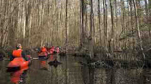 Citizen scientists exploring wetlands