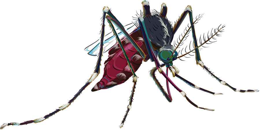 Adult Aedes albopictus mosquito
