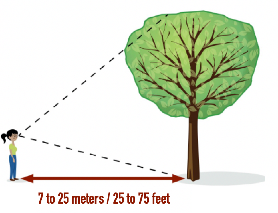 Image showing the recommended distance to stand from the tree being measured.