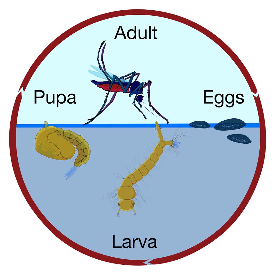 Diagram of the life cycle of a mosquito
