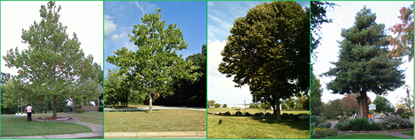 Figure1 MoonTrees Specimens