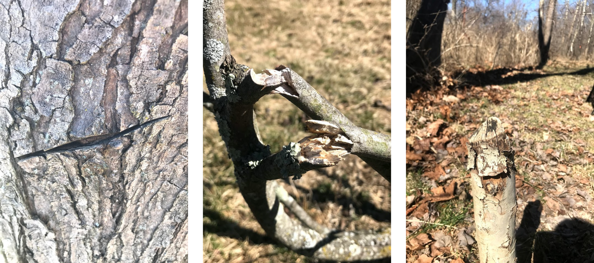 Images of trees showing various types of damage - a cut in the bark, broken branches, and a trunk chewed by beavers