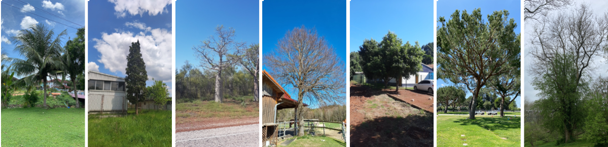 Images of trees sent in by volunteer scientists using the GLOBE Observer app.