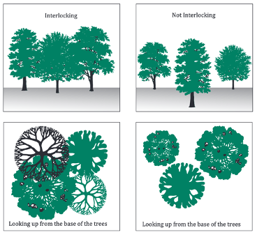 Canopy cover density