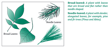 Image guide to identifying Broad-leaved vs Needle-leaved trees