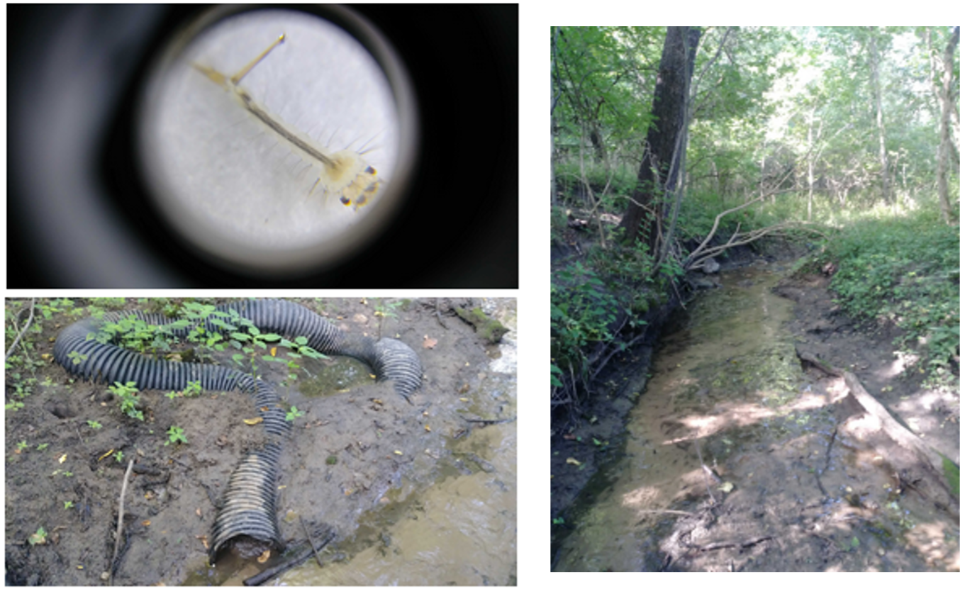 Image of a mosquito larva and the habitat it was found in.